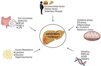 Role of G Protein-Coupled Receptors in Hepatic Stellate Cells and Approaches to Anti-Fibrotic Treatment of Non-Alcoholic Fatty Liver Disease